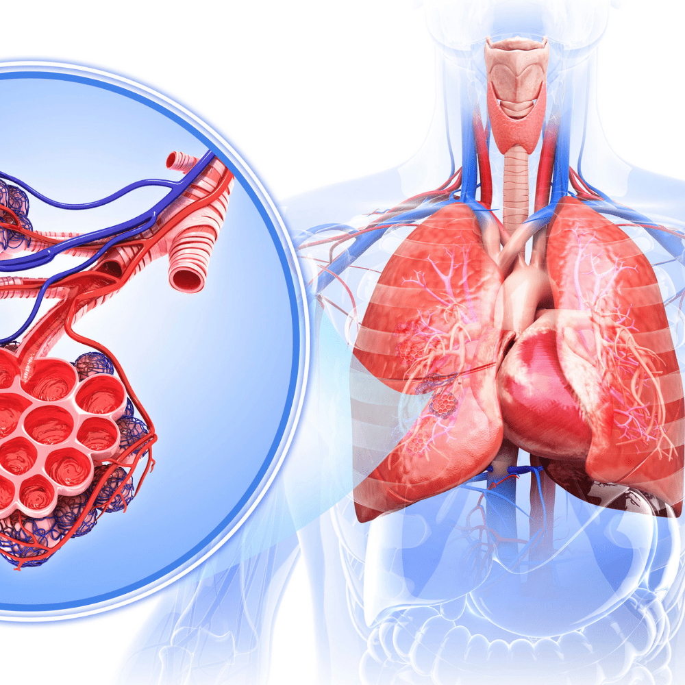 Learn about the fascinating field of arteriology and its impact on cardiovascular health. Explore the latest research and advancements in this field.