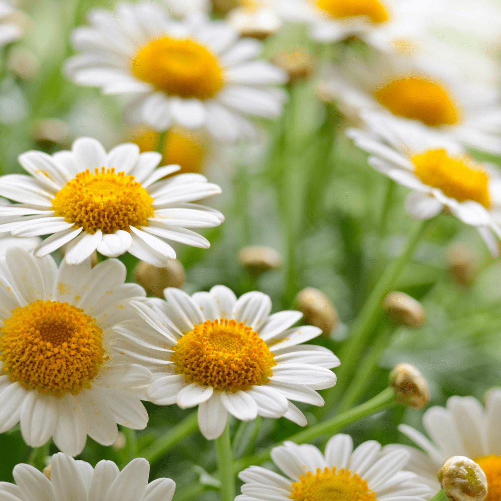 Healthy Living can come in the form of flower power. These 5 flowers transform not only beauty but even optimize your health!