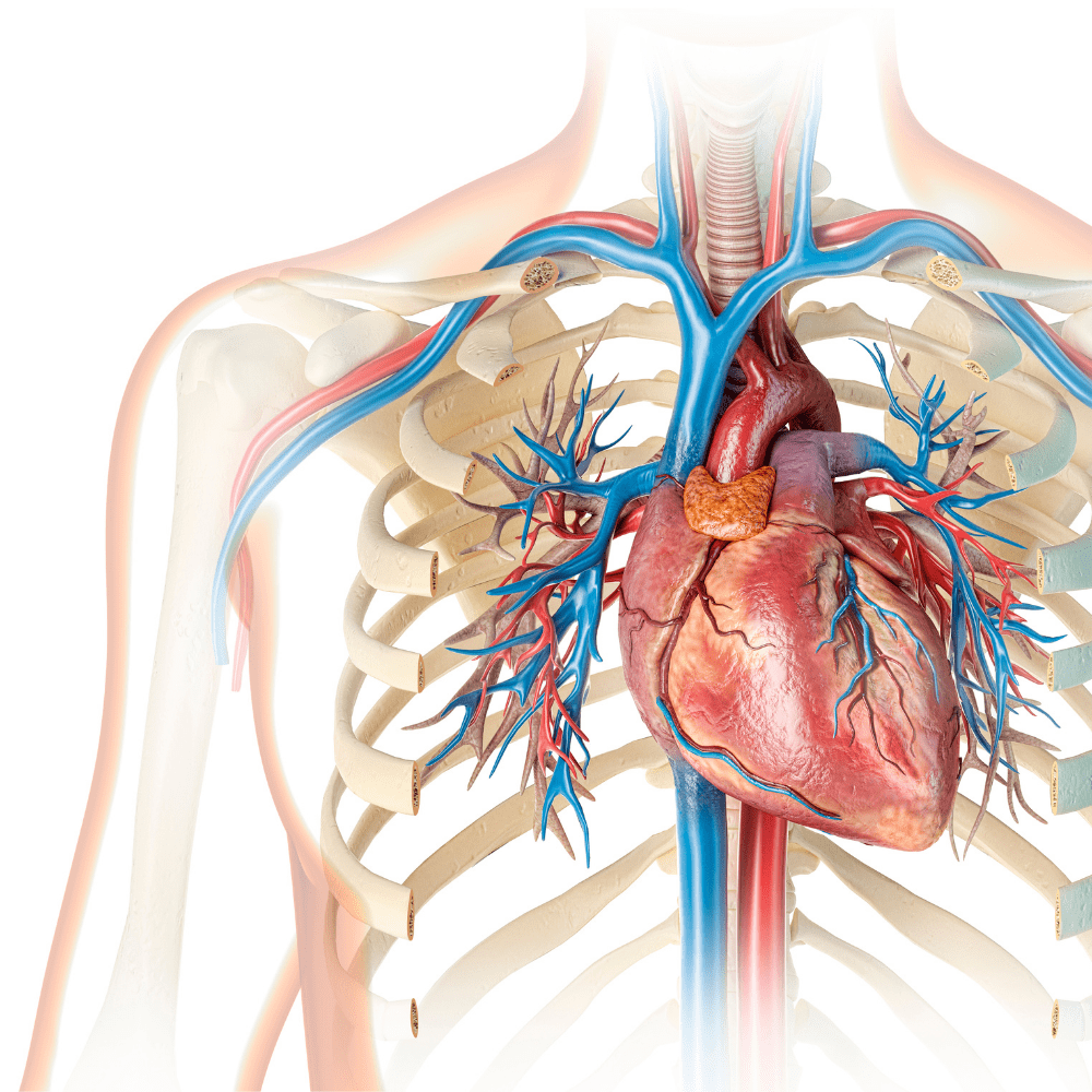 Uncover the truth about heart attack myths. Don't fall for common misconceptions. Get the facts and protect your heart health.